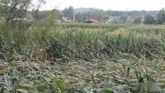 吉林省将对受灾倒伏农作物收获机械实施省级补贴