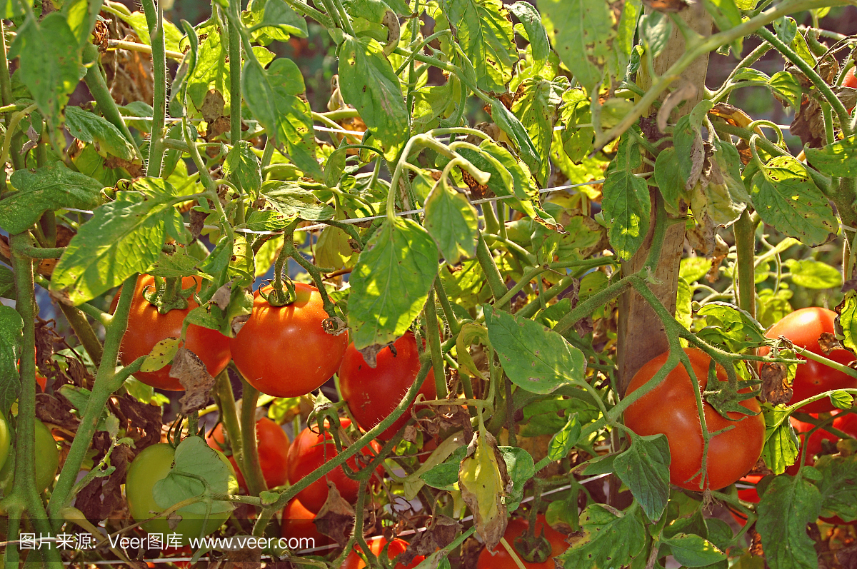 Food-Tomatoes