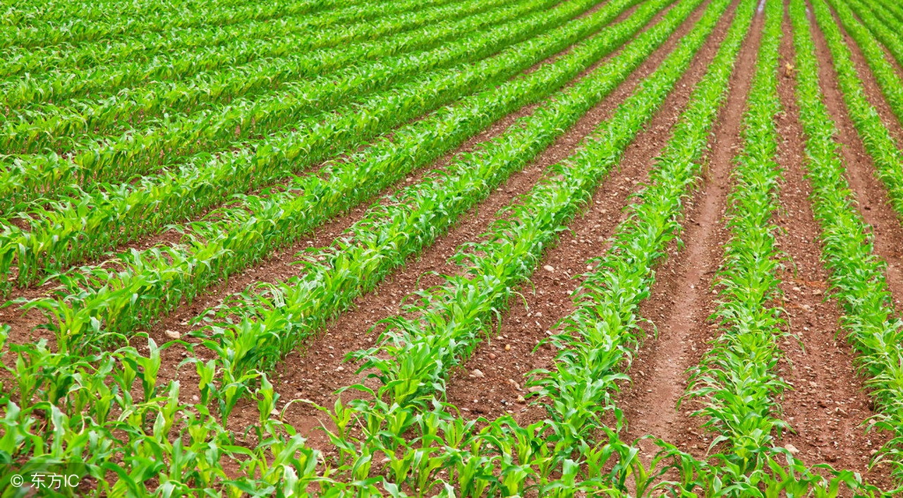膜下滴灌技术解决玉米种植水肥一体化难题